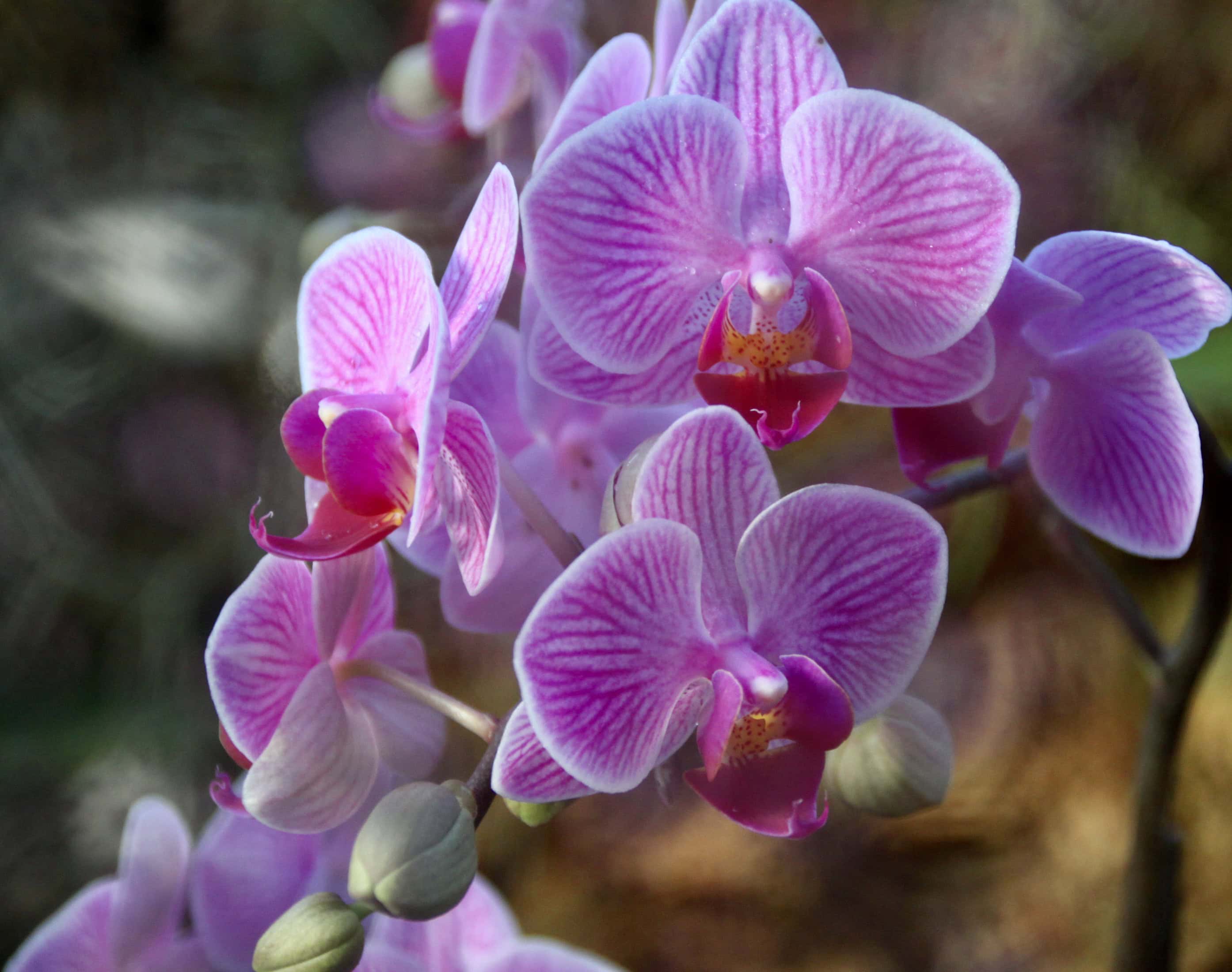 Tropical Plants #2 — Fan Of… #140 and FOTD Jan 10