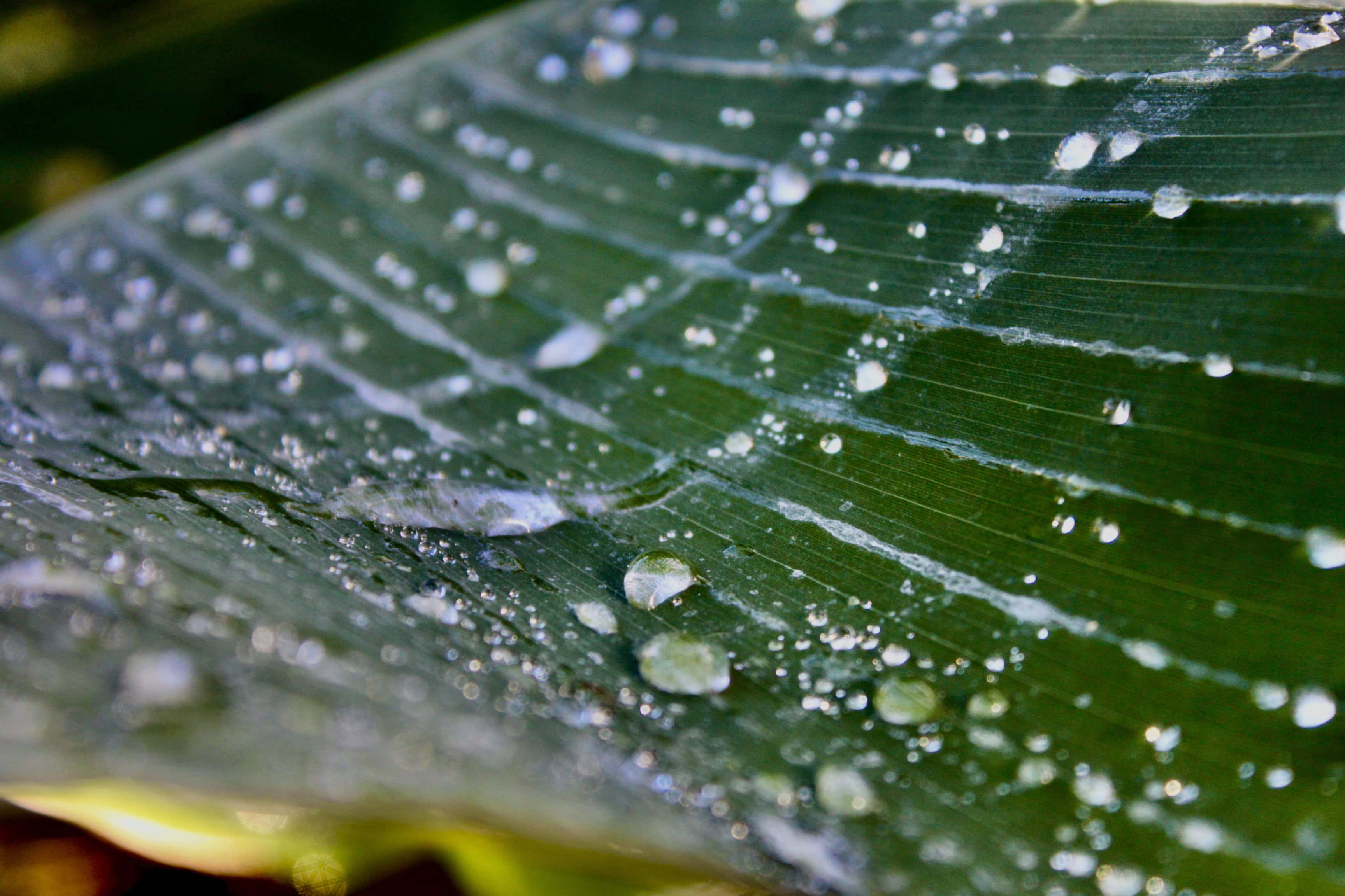 Water Droplets on a Palm Leaf — Water Water Everywhere #111