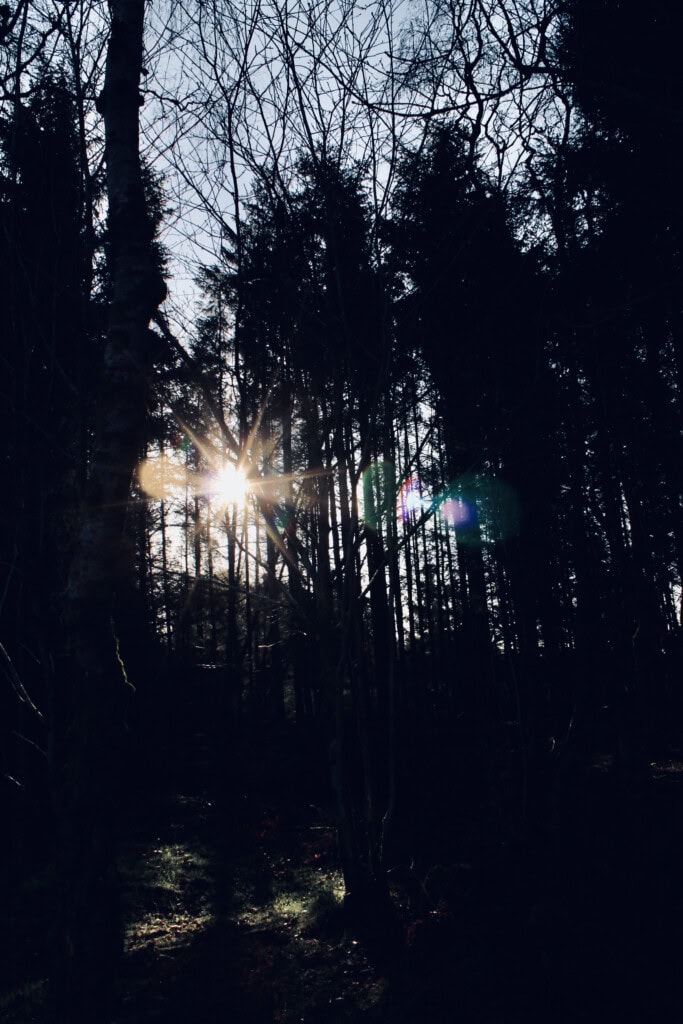Sunburst through the trees