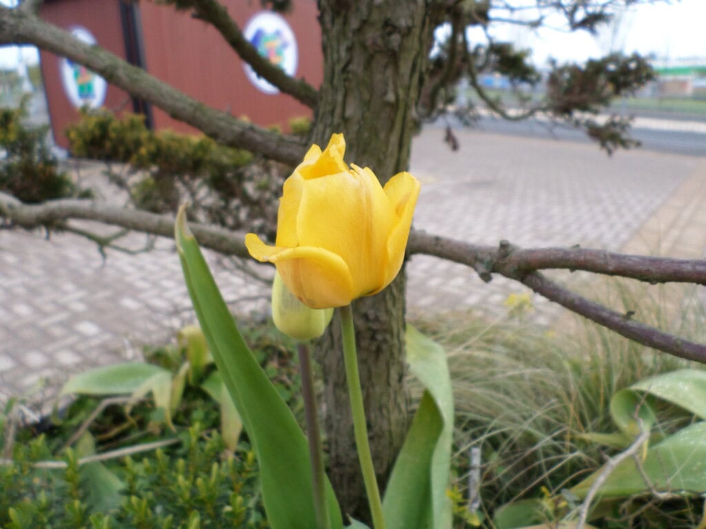 Tulip