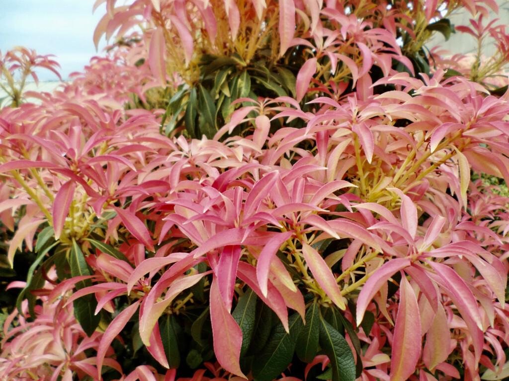 Red leaf plant