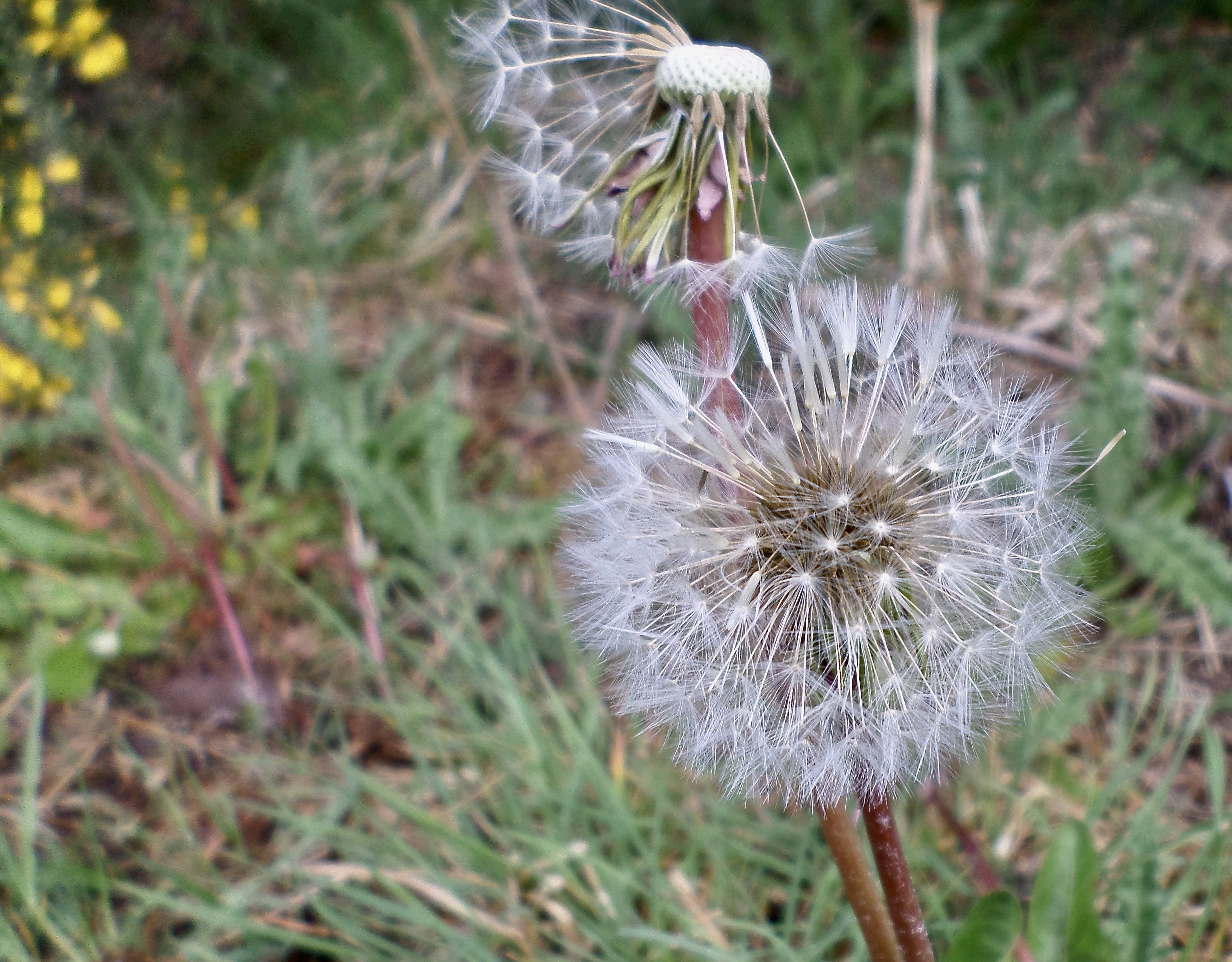 Make a Wish — FOTD Jan 26