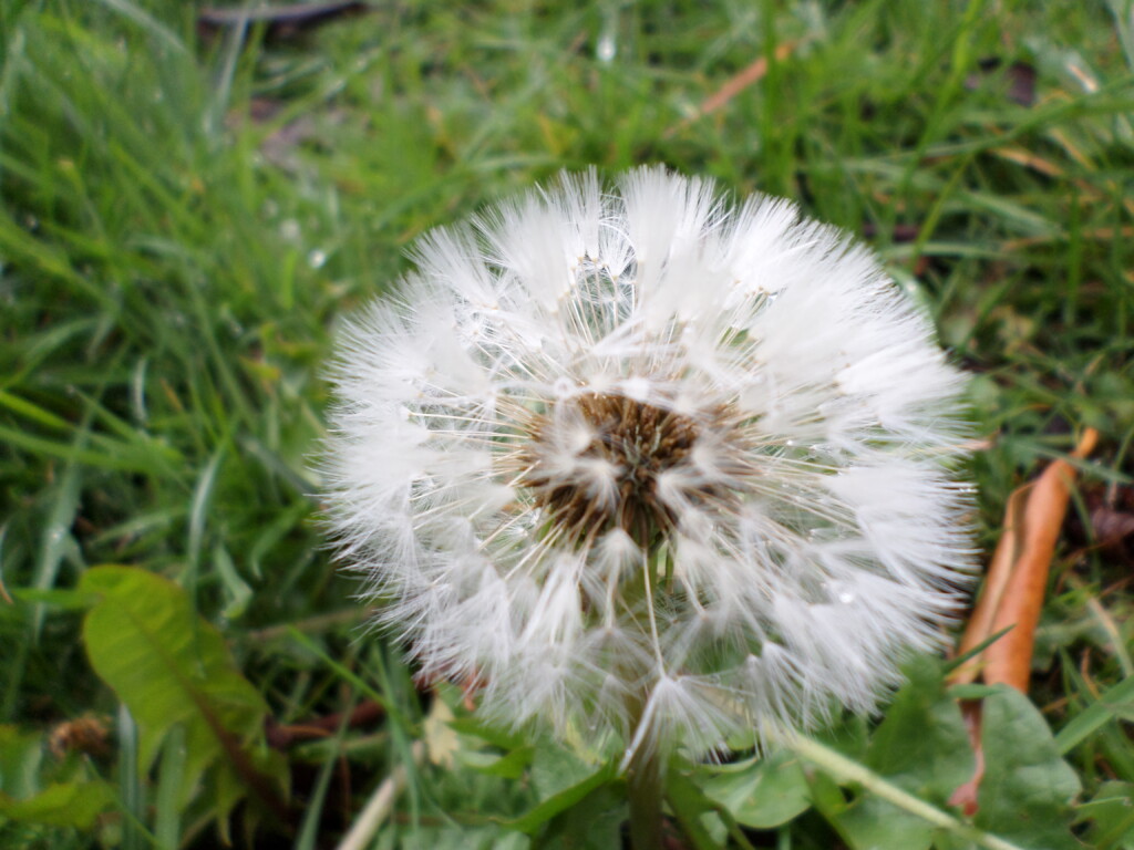 Wish