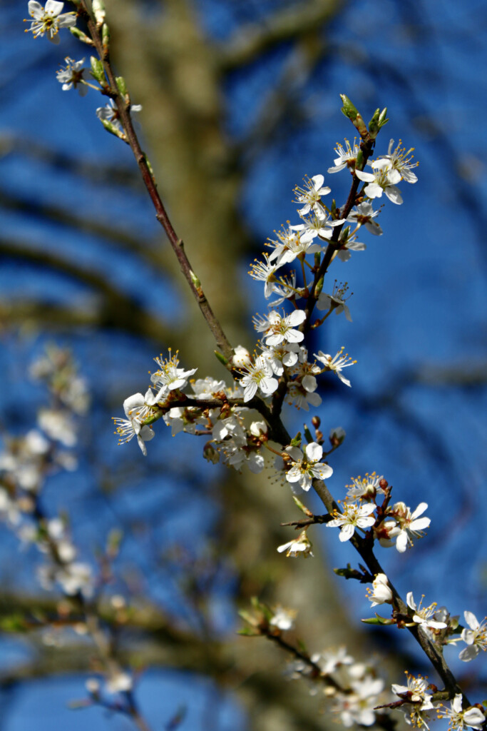 Blossom