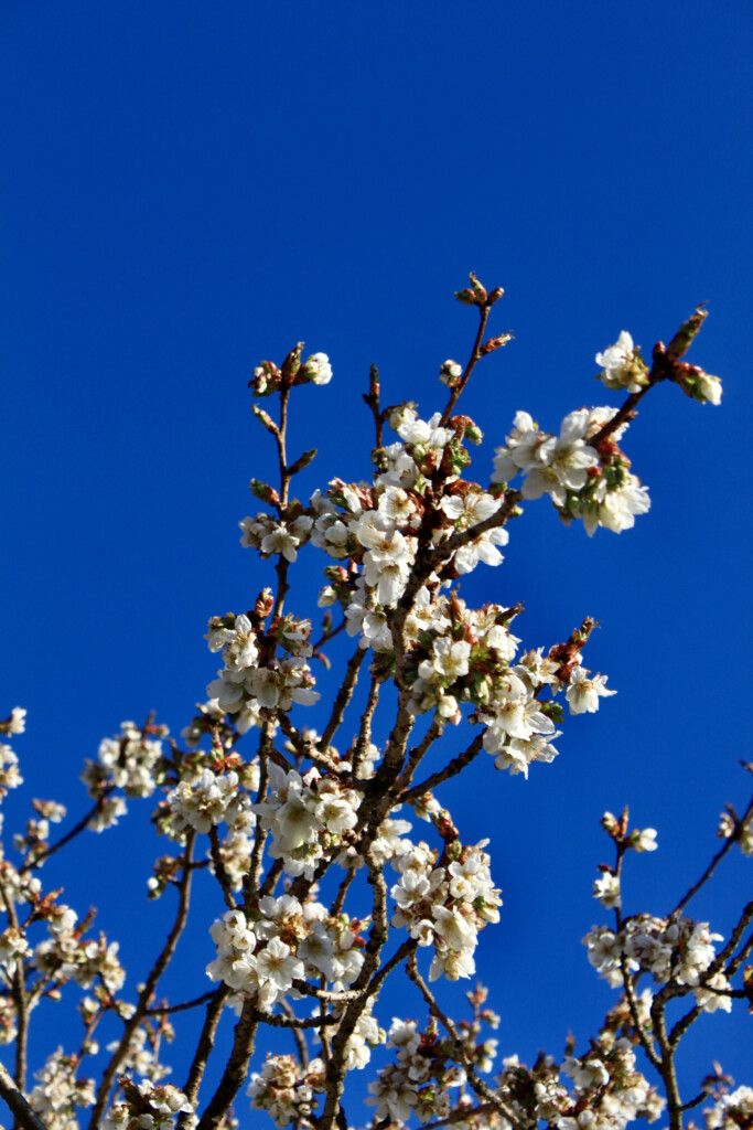 Blossom