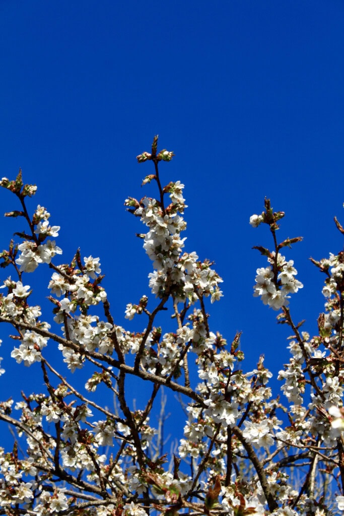 Blossom