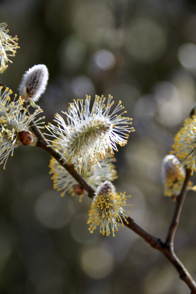 Willow