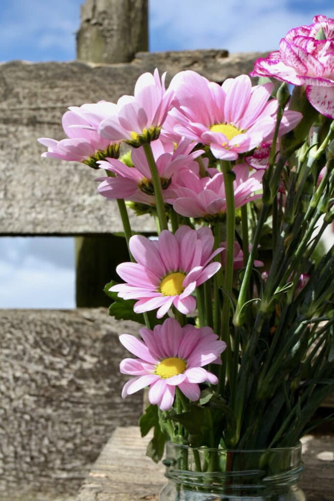 Pink Chrysanthemums