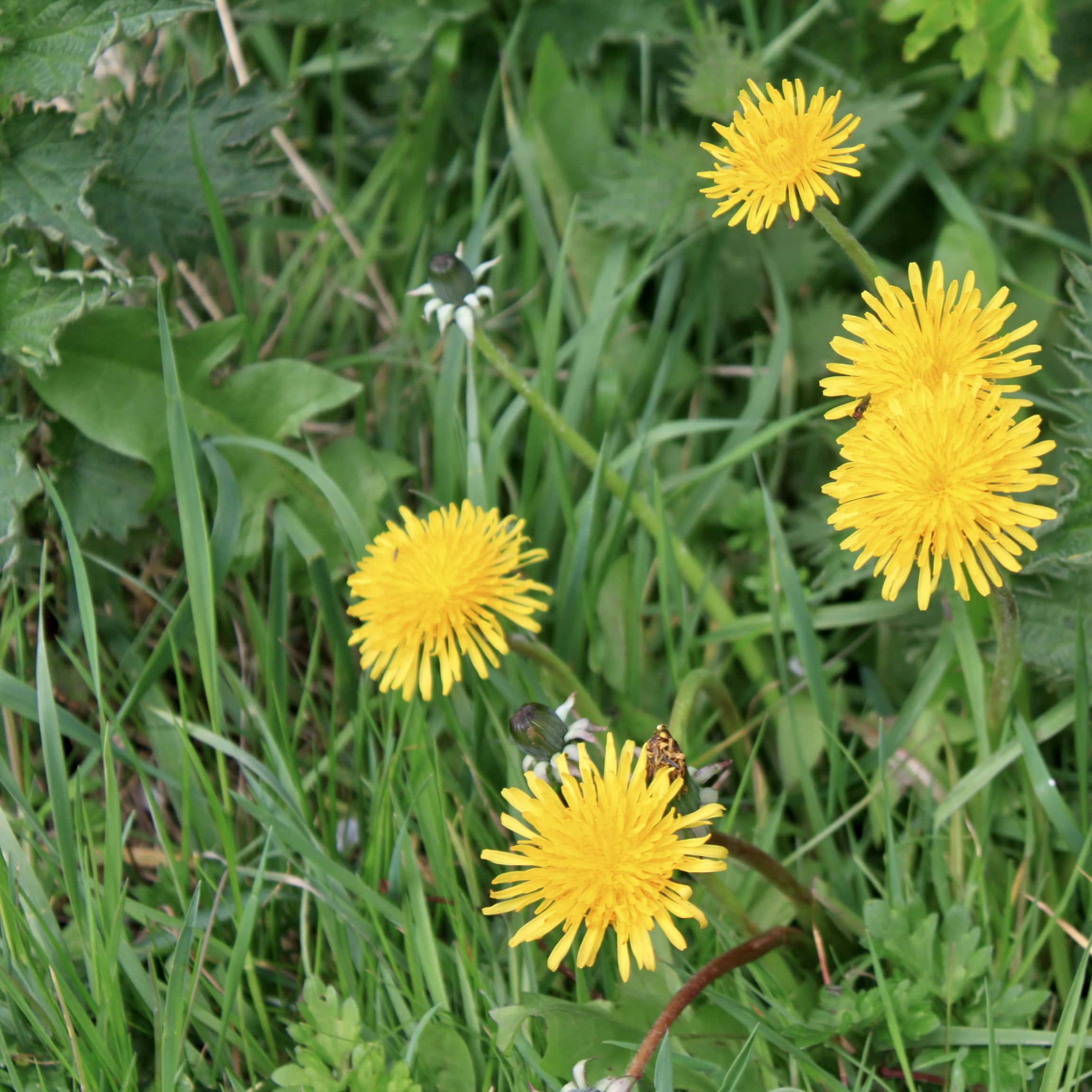 Five Dandelions — The Square Odds