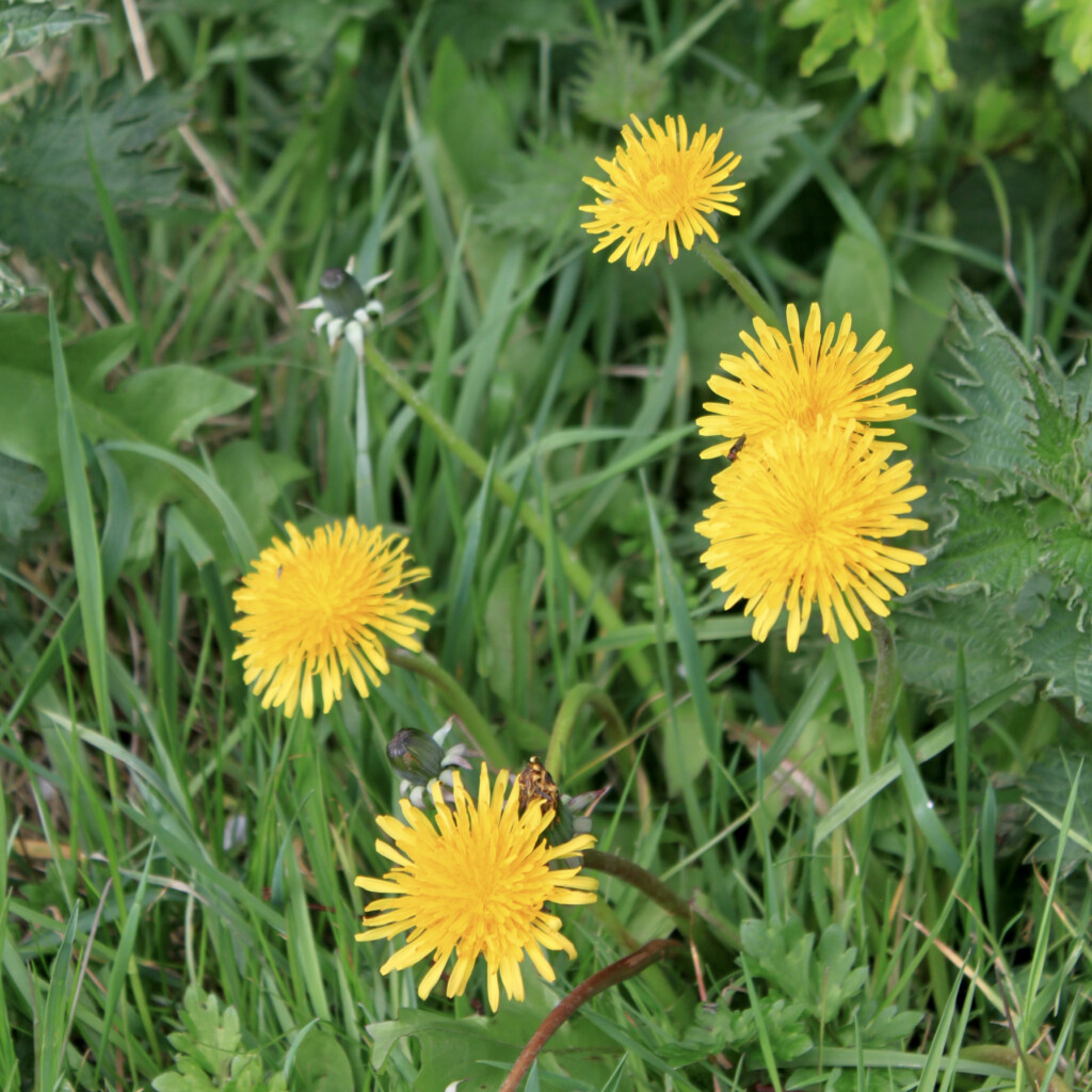 Dandelions