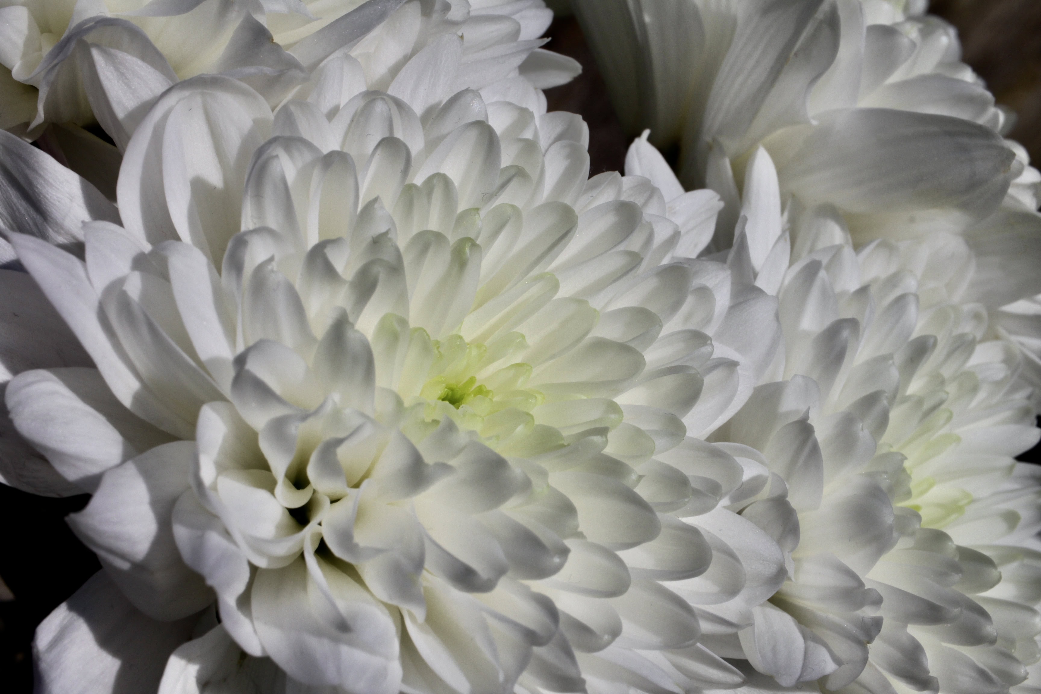 White Chrysanthemums — FOTD Feb 07