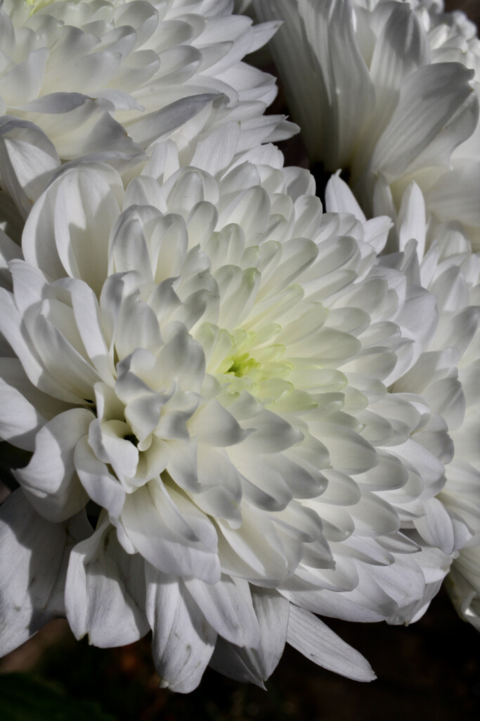 White Chrysanthemums
