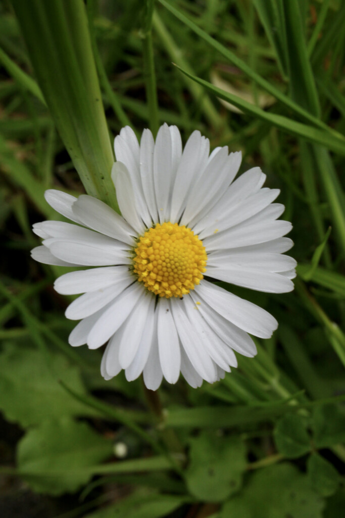 Daisy