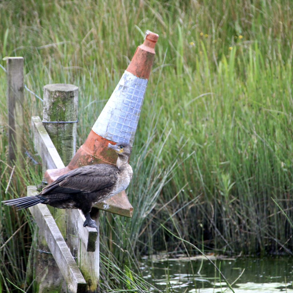 Cormorant & cone