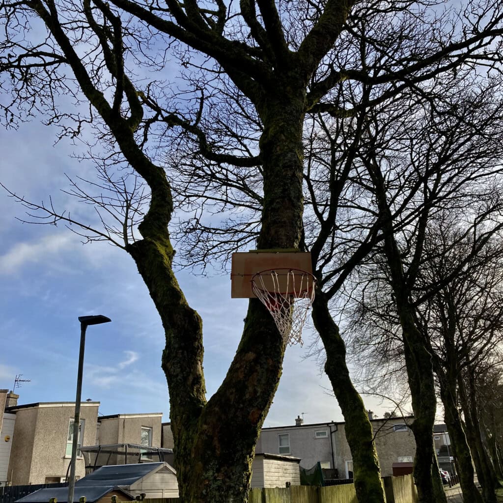 Basketball net on a tree