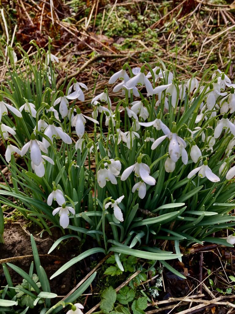 Snowdrops