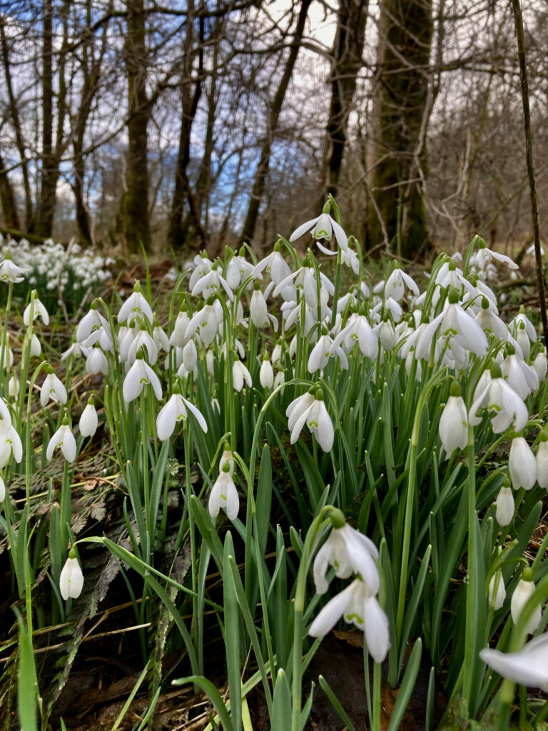 Snowdrops