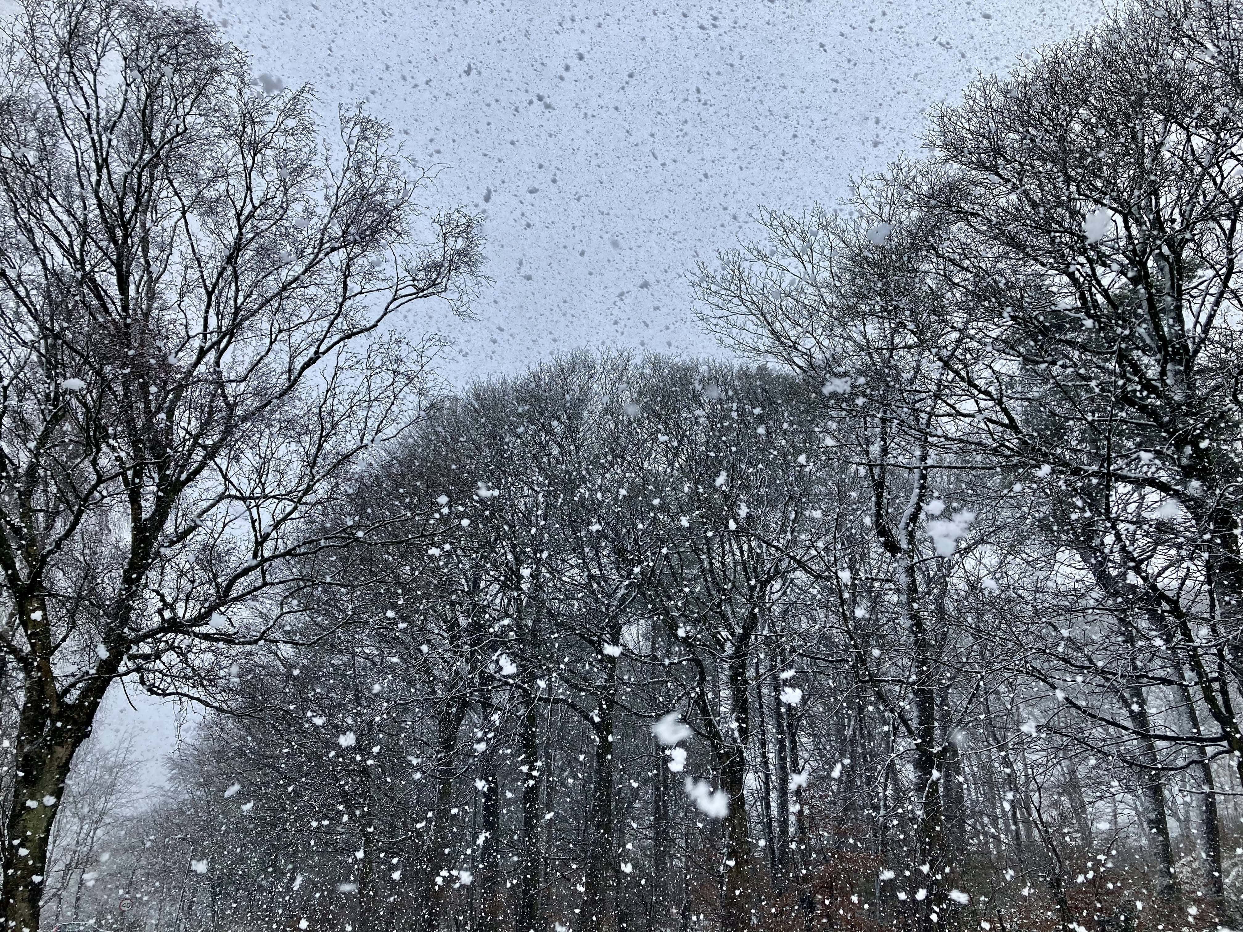 The Snow Came Down — Cellpic Sunday