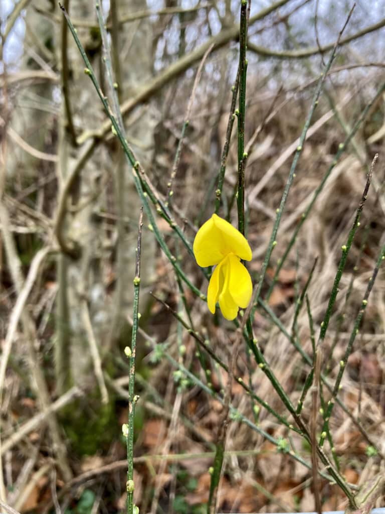 Gorse flower