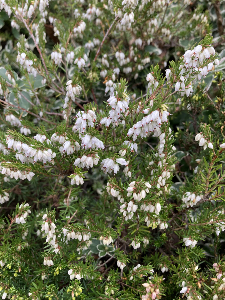 White Heather