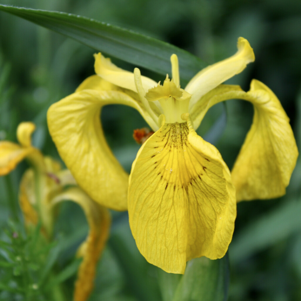 Yellow Iris