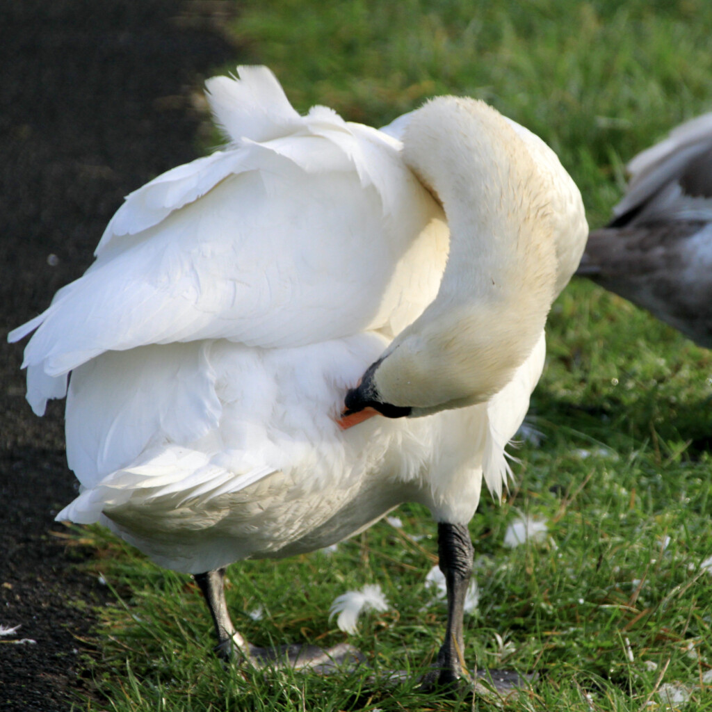 Swan
