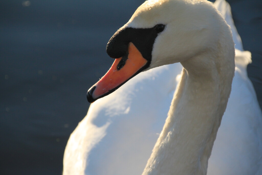 Swan