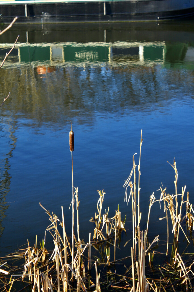 Bulrush