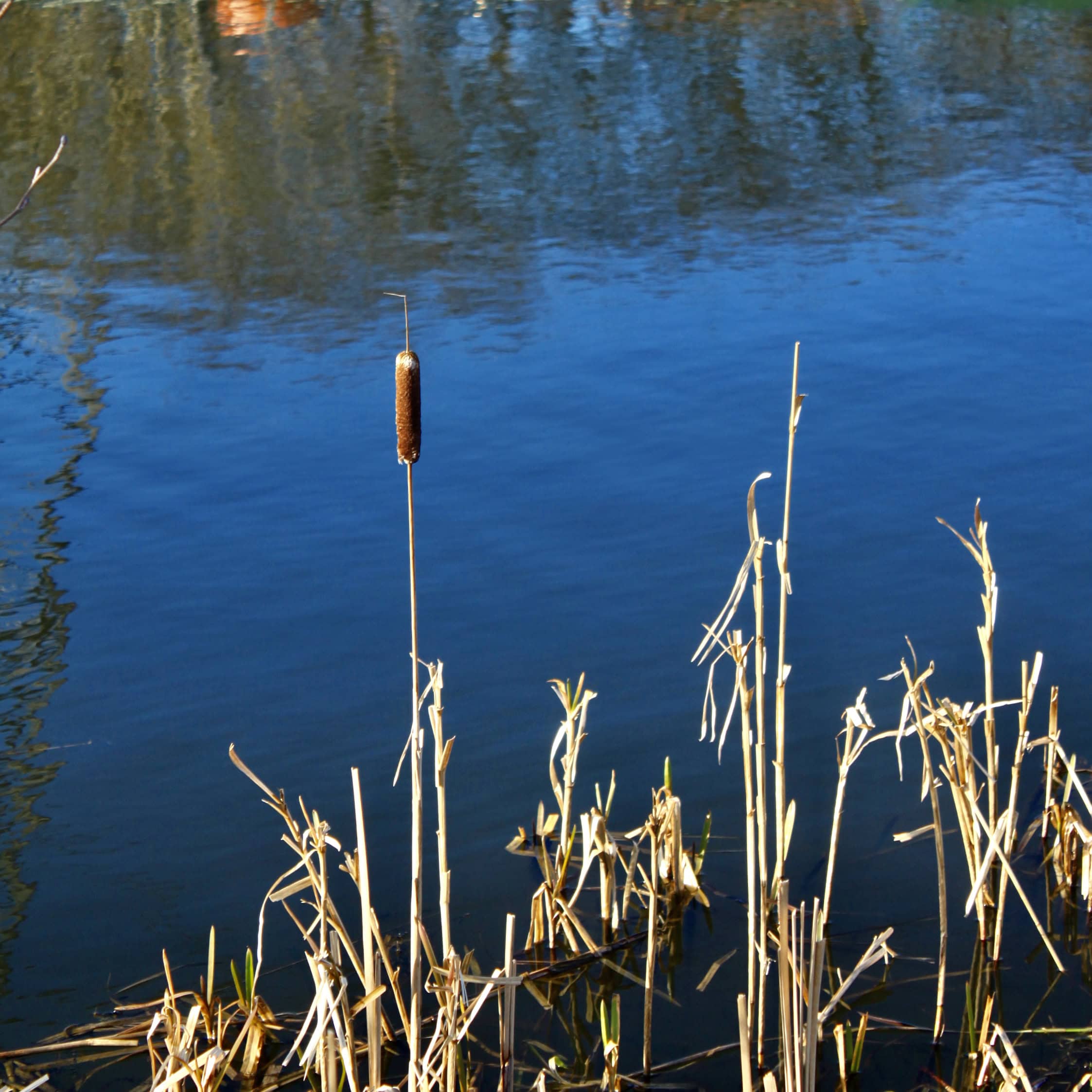 Solitary Bulrush — FOTD Feb 27