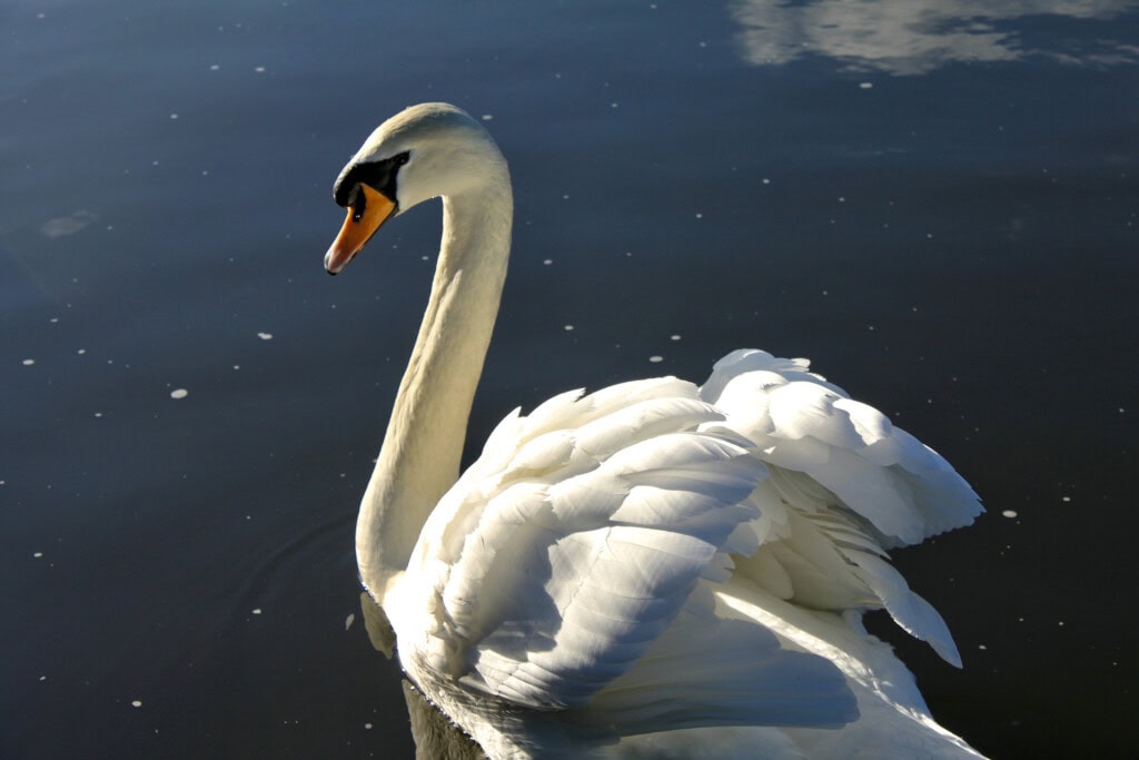 Swan