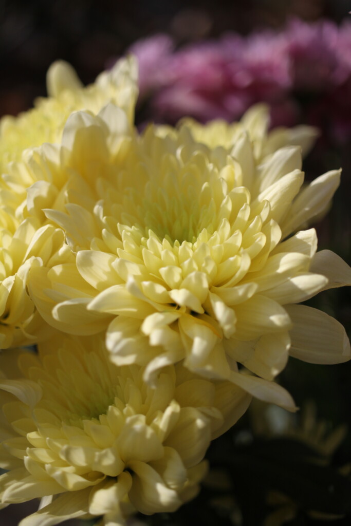 Yellow chrysanthemums