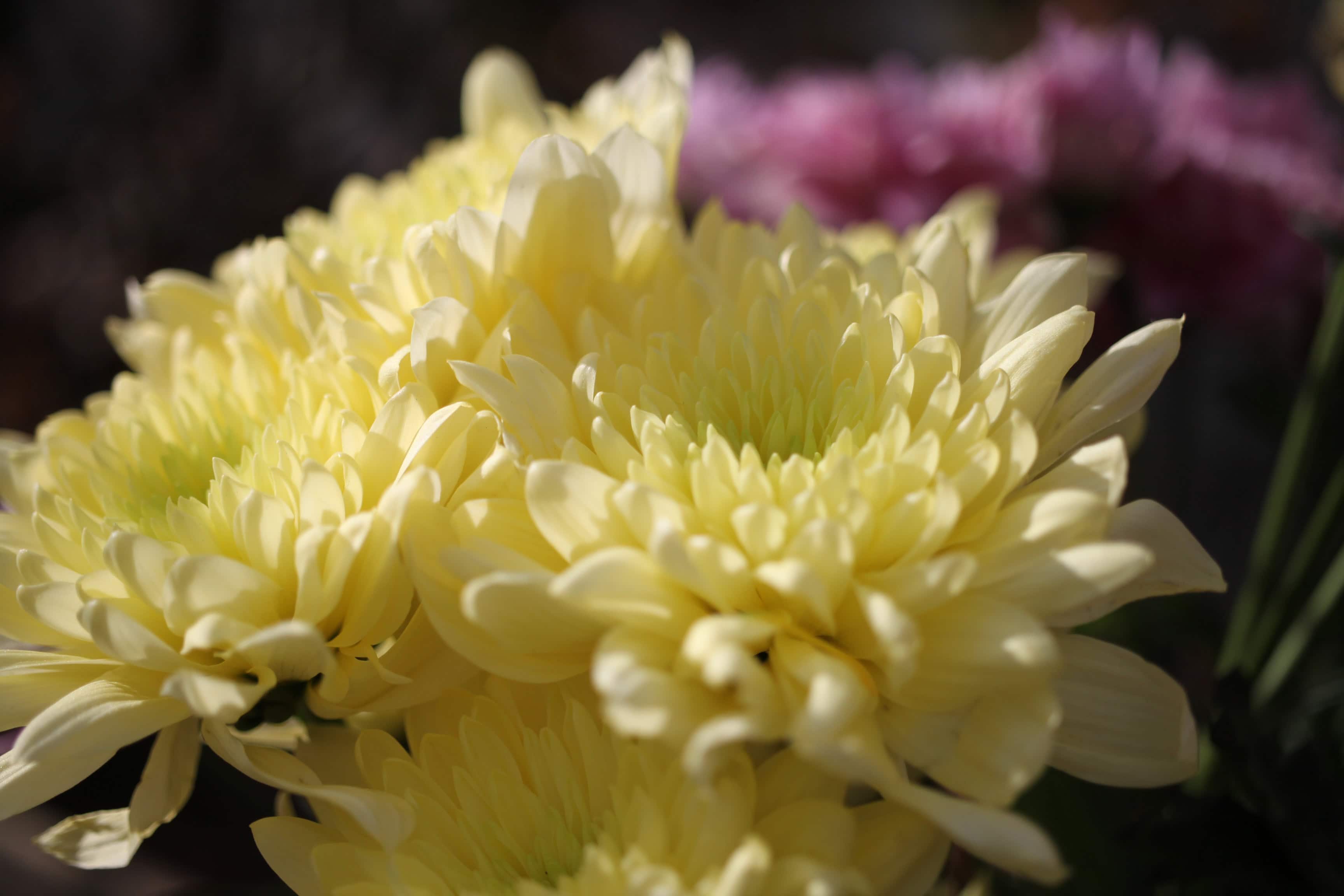 Yellow Chrysanthemums — FOTD Feb 19