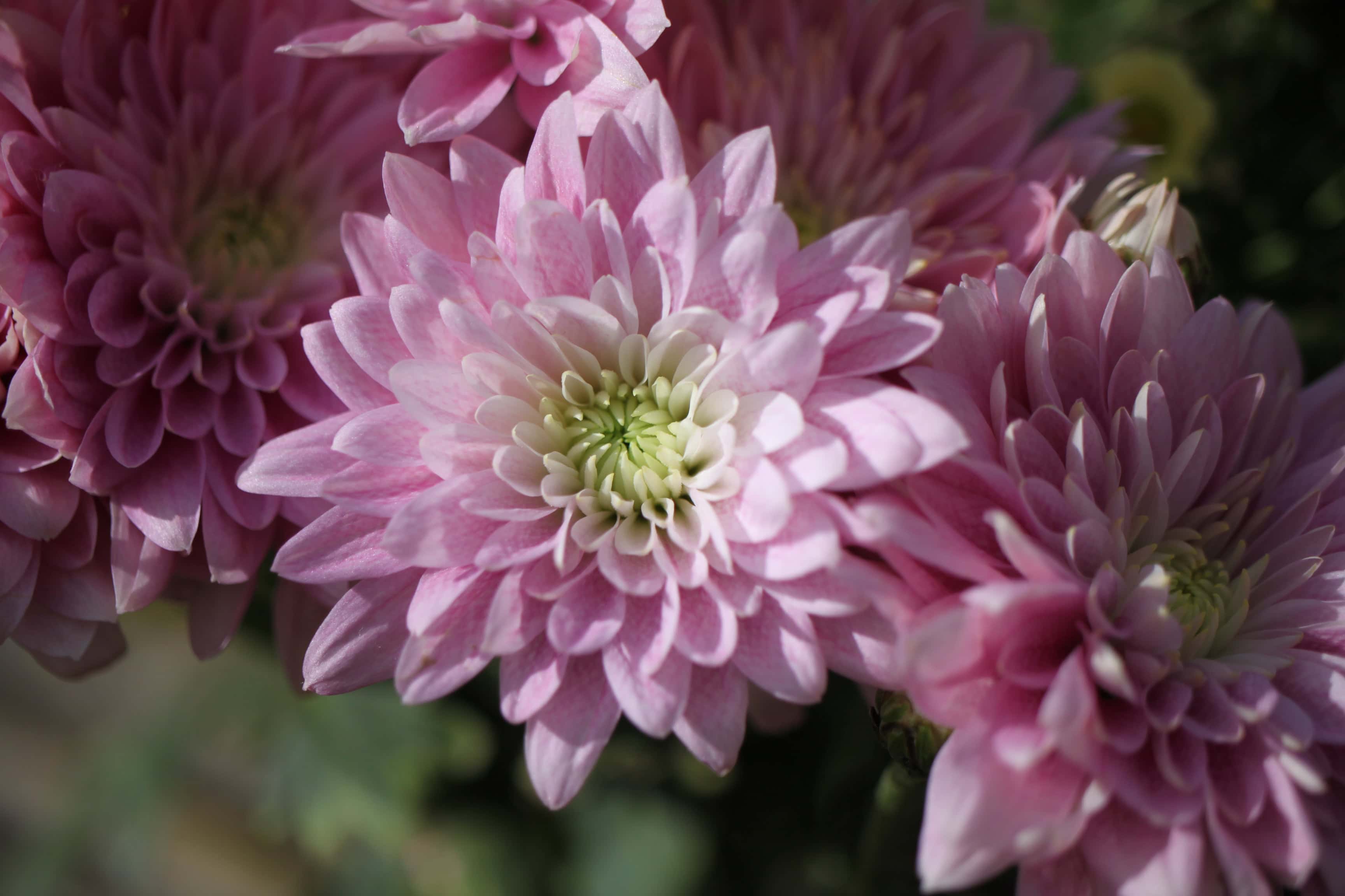 Pink Chrysanthemums — FOTD Feb 18