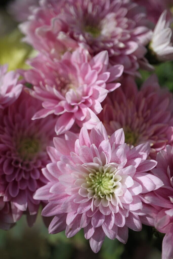 Pink Chrysanthemums