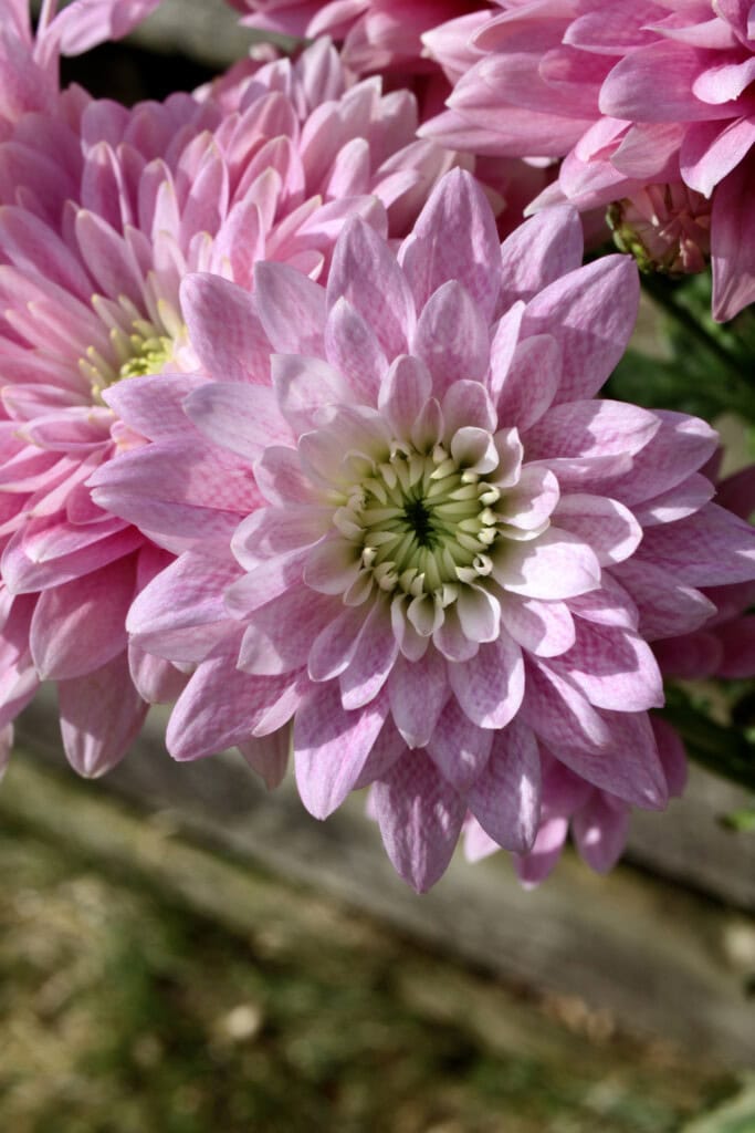 Pink chrysanthemums