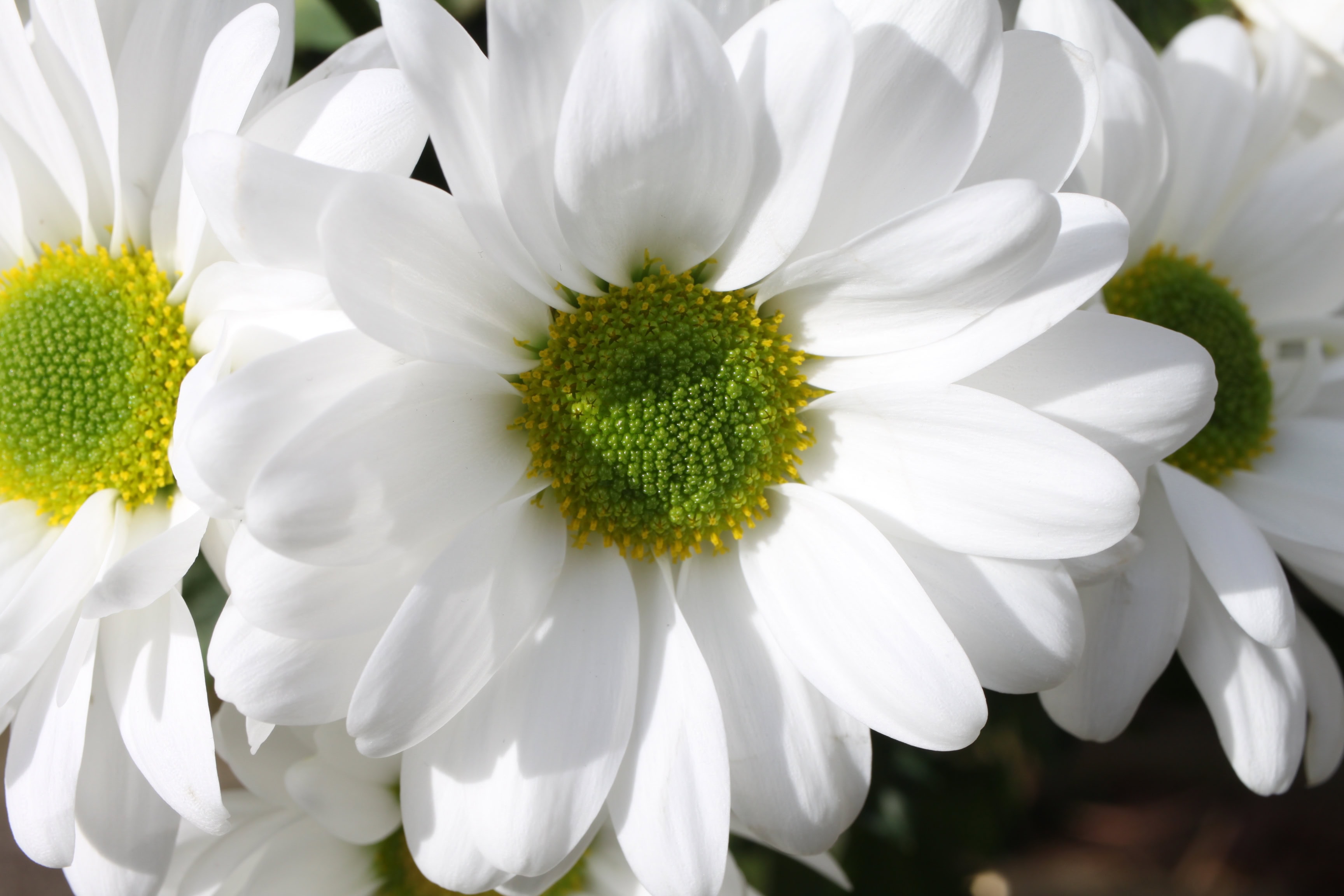 White Chrysanthemums — FOTD Feb 16