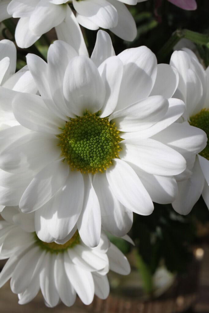 White chrysanthemums