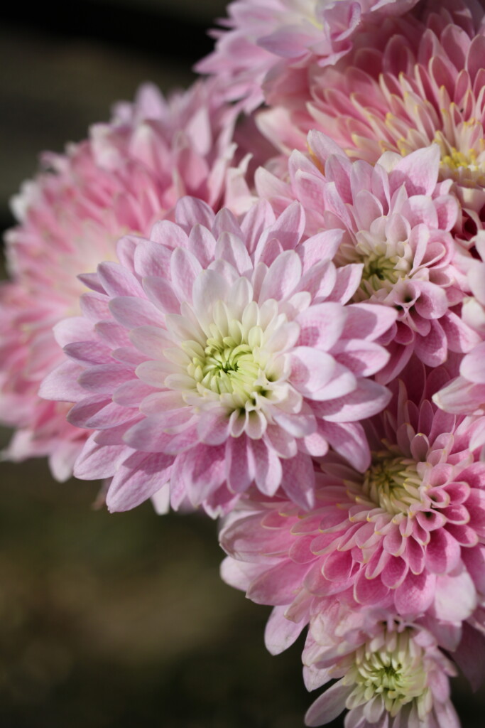 Pink chysanthemums