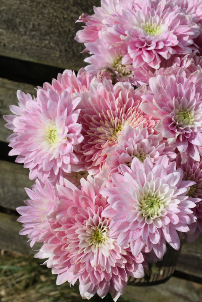 Pink Chrysanthemums