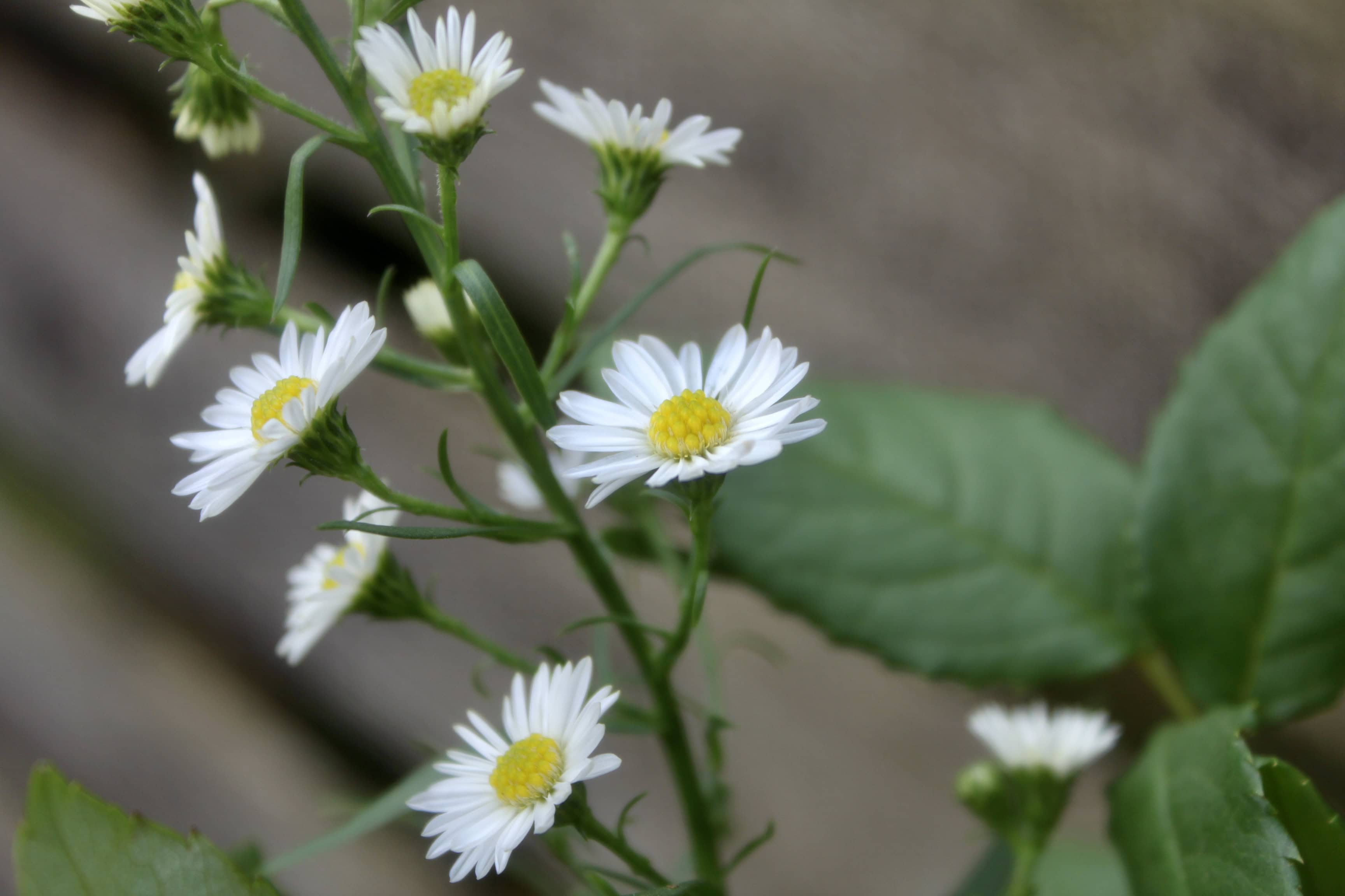 Daisies — FOTD Feb 13