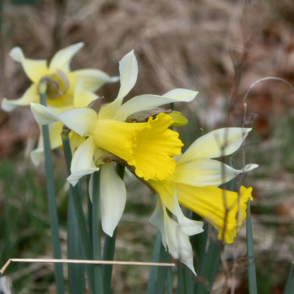 Daffodils