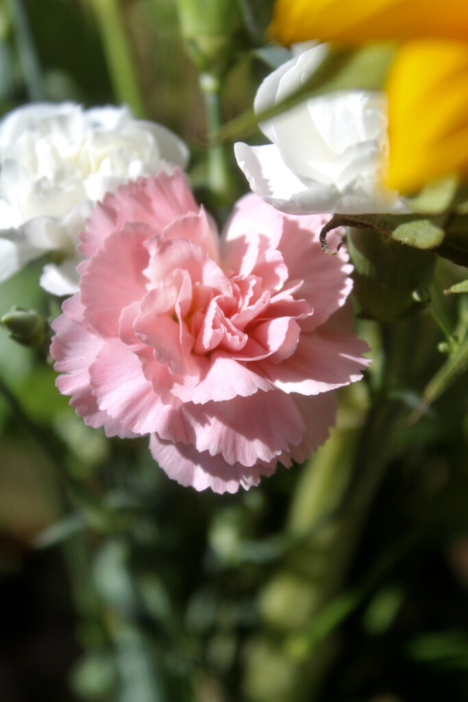 Pink carnation