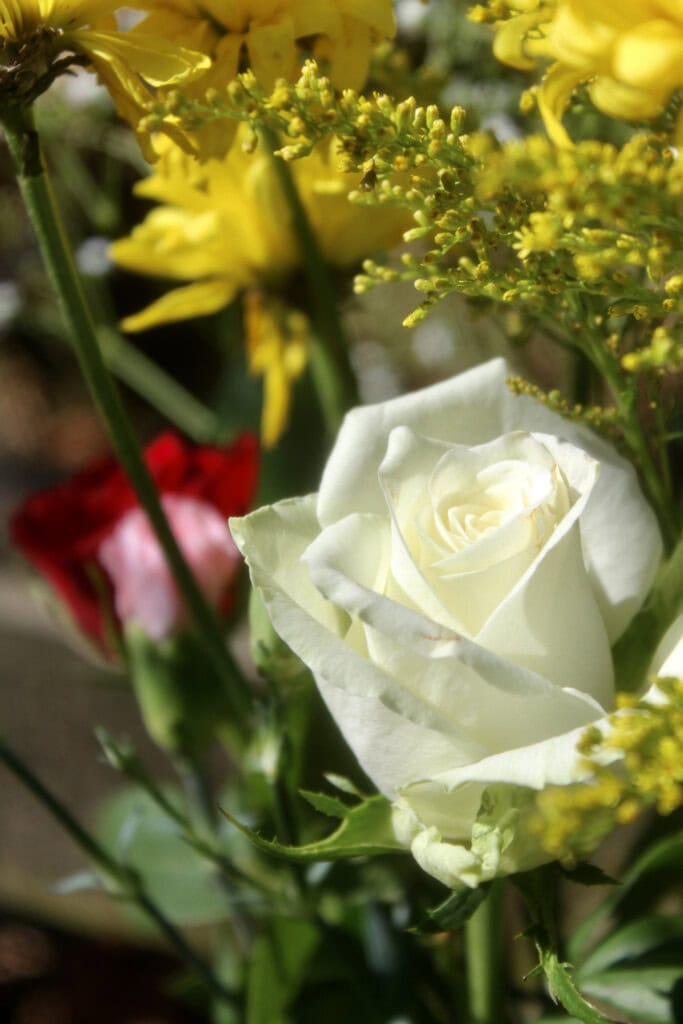 White rose