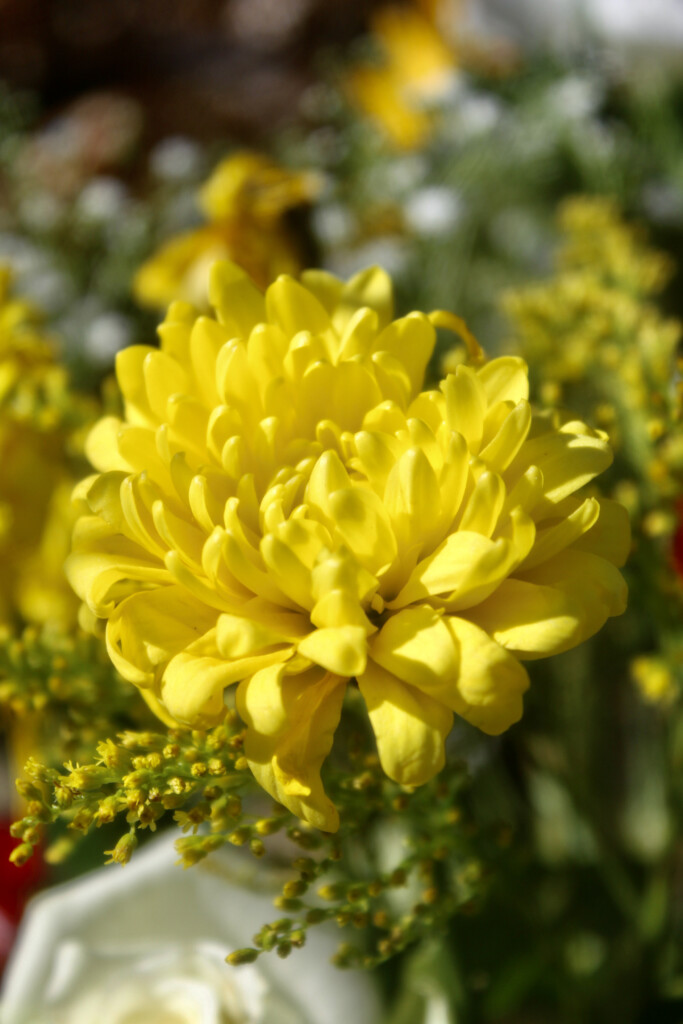 Yellow Dahlia