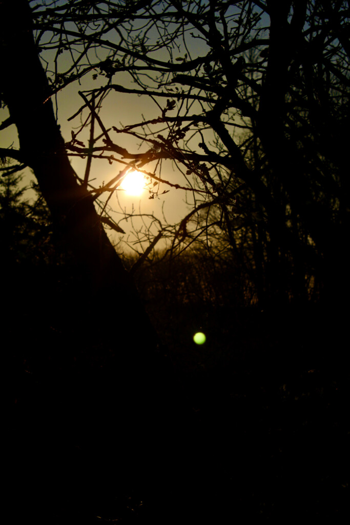 Sun through the trees