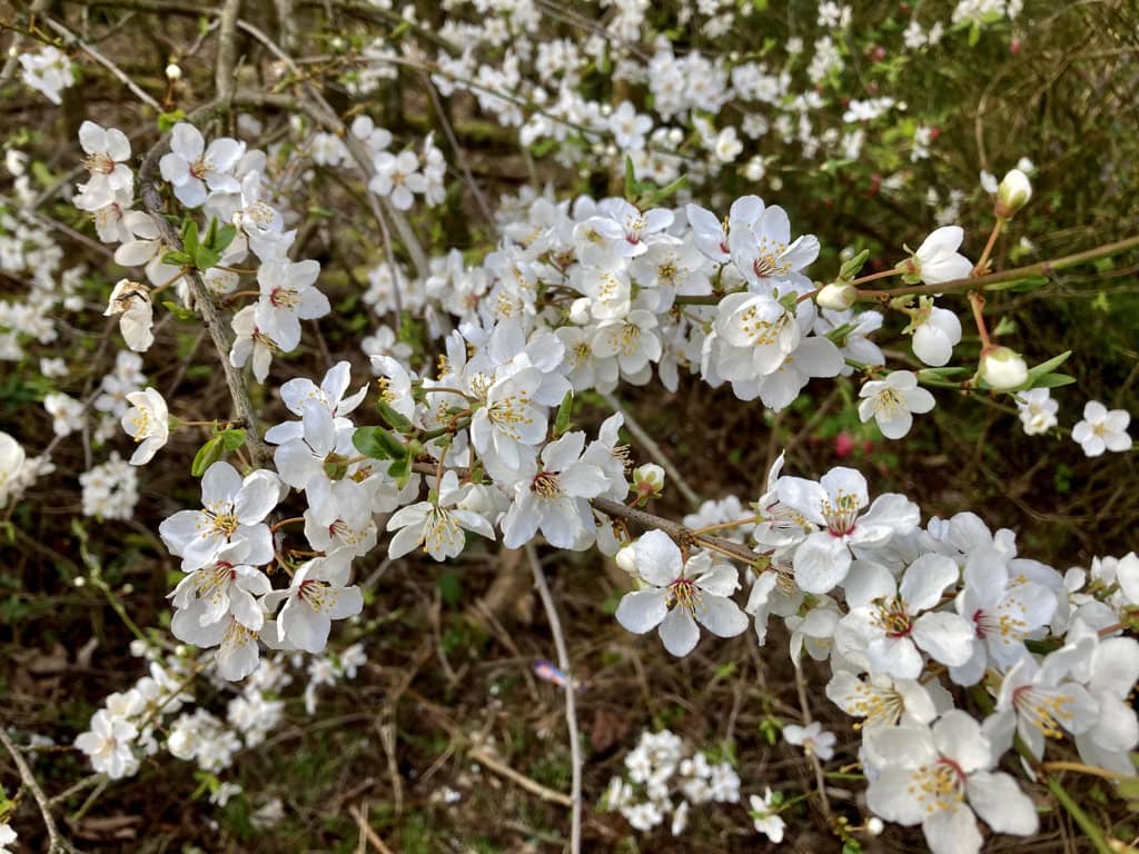 White blossom — FOTD Apr 16