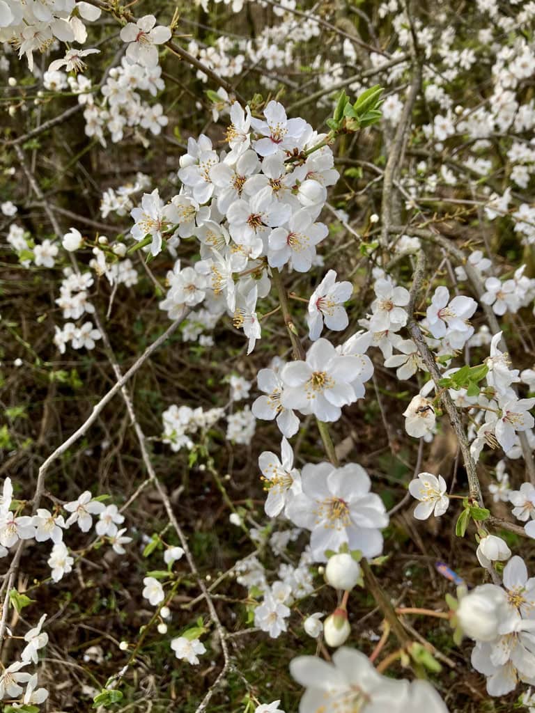 White blossom