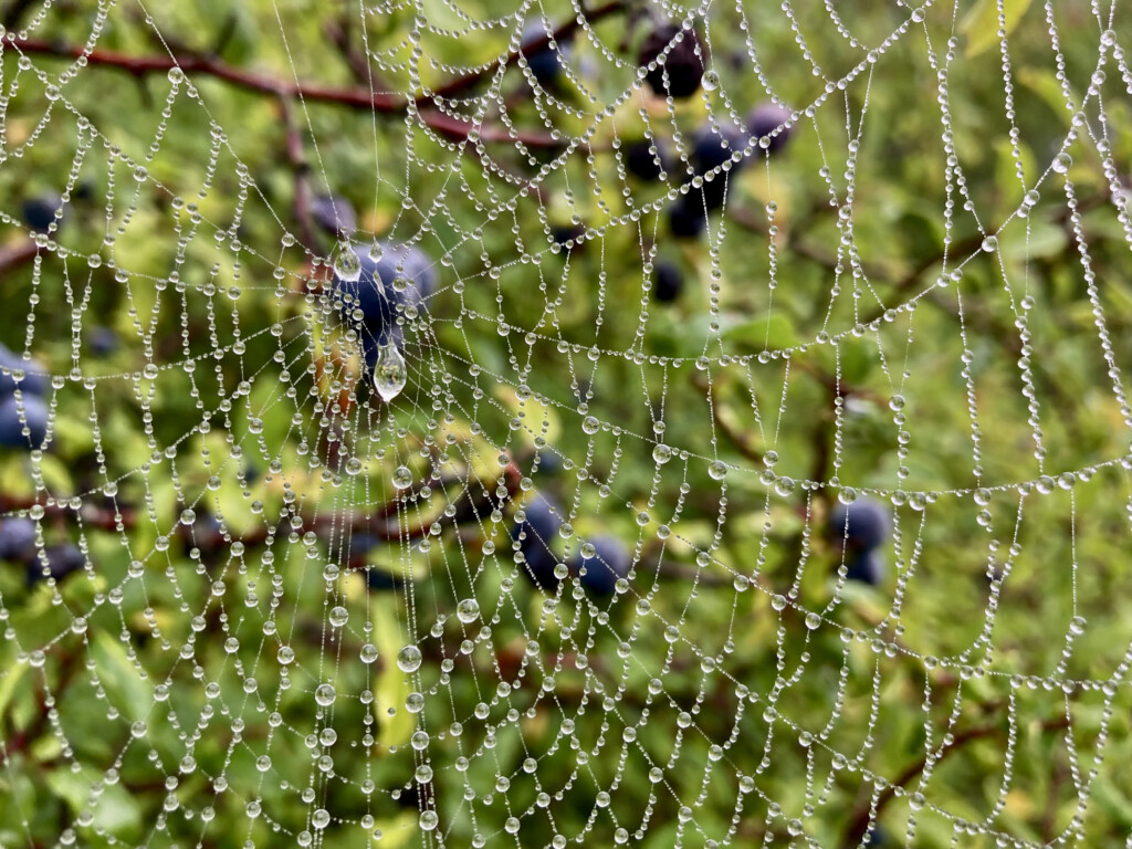 Curves of a dewy spider's web
