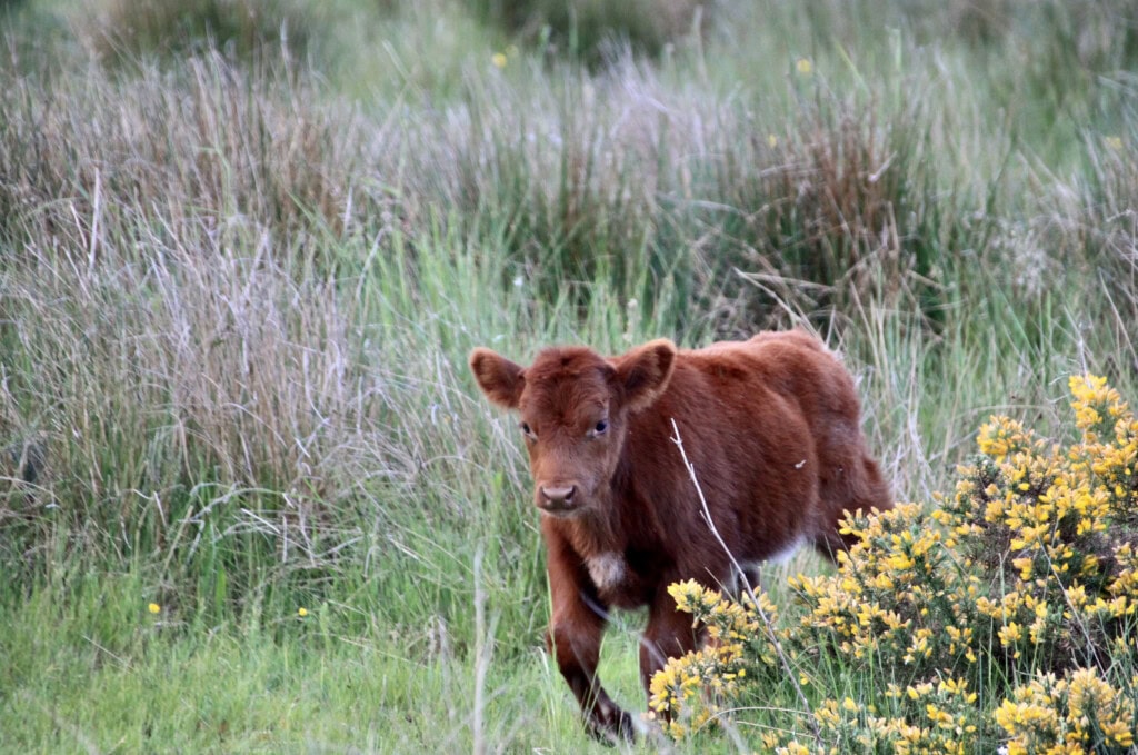 Heilan coo calf