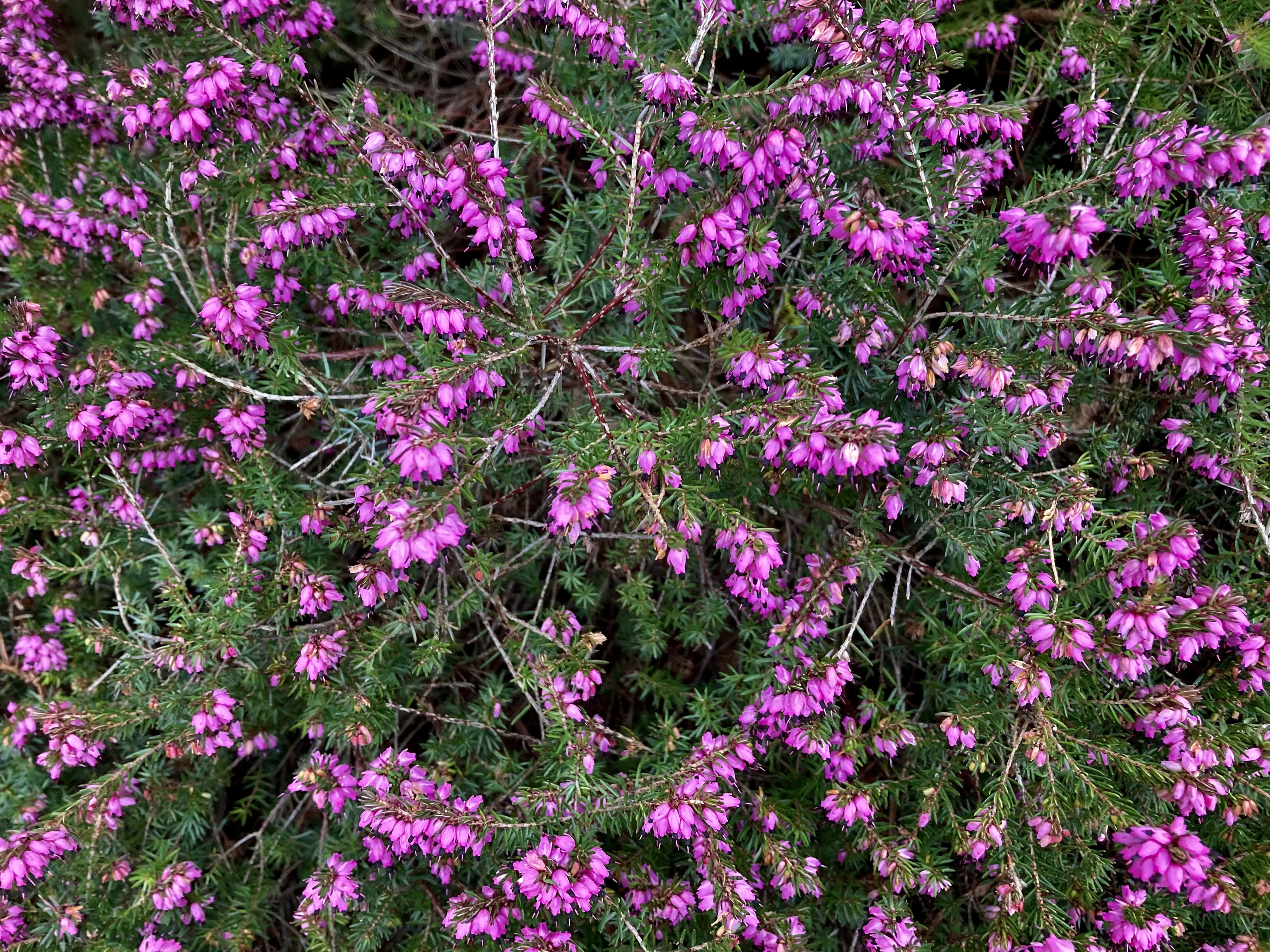 Pink Heather — FOTD Mar 07